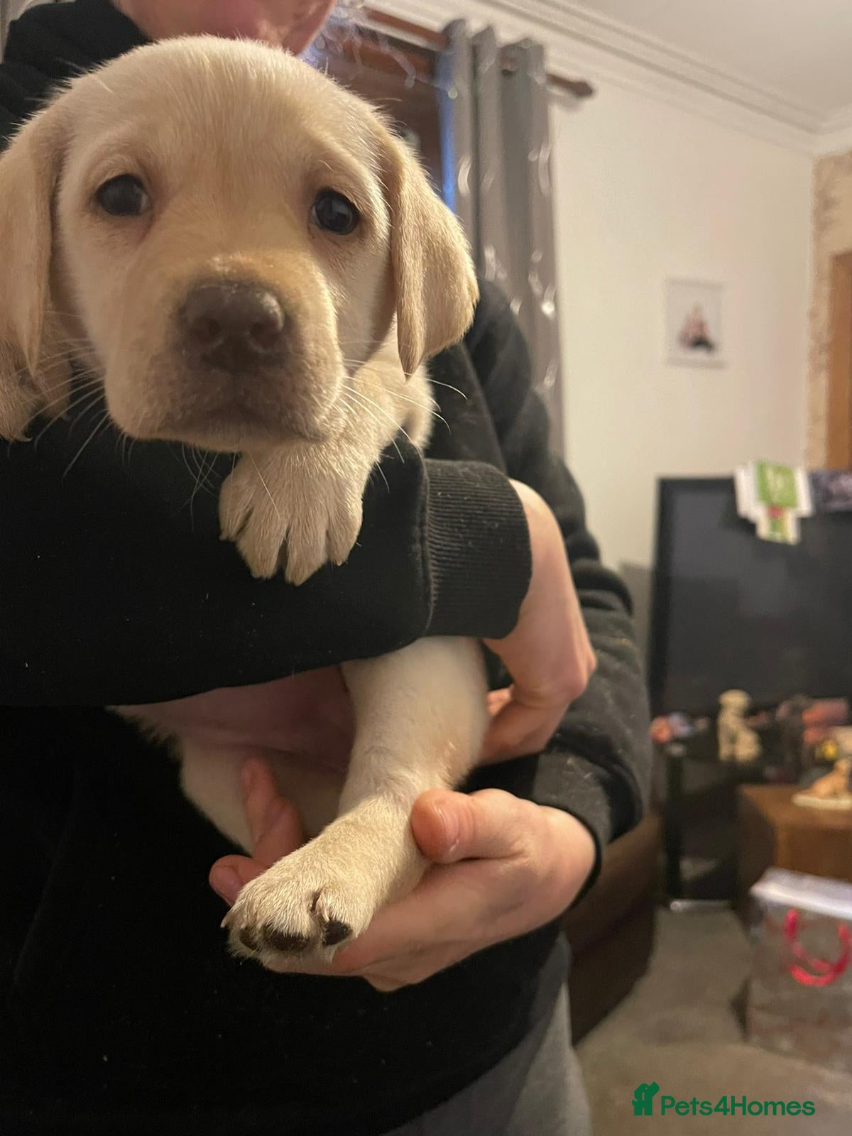 Labrador Retriever dogs Lovely Labrador puppies  - Advert 5