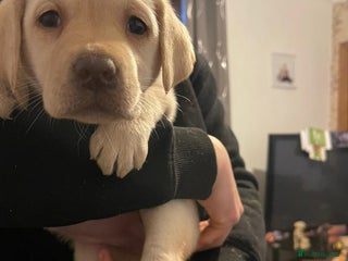 Labrador Retriever dogs Lovely Labrador puppies - Advert 5