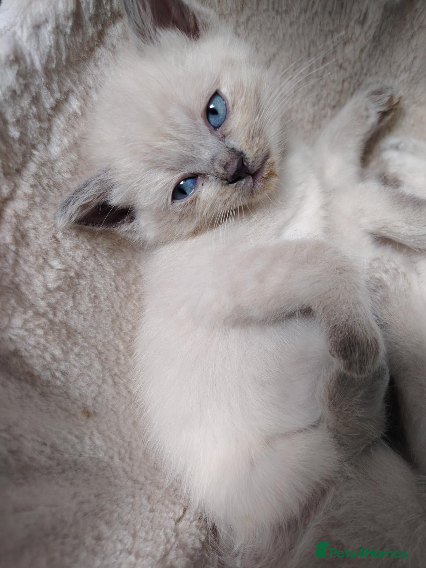 Mixed Breed cats Blue point lynx Ragdoll x British Short haired  - Advert 2