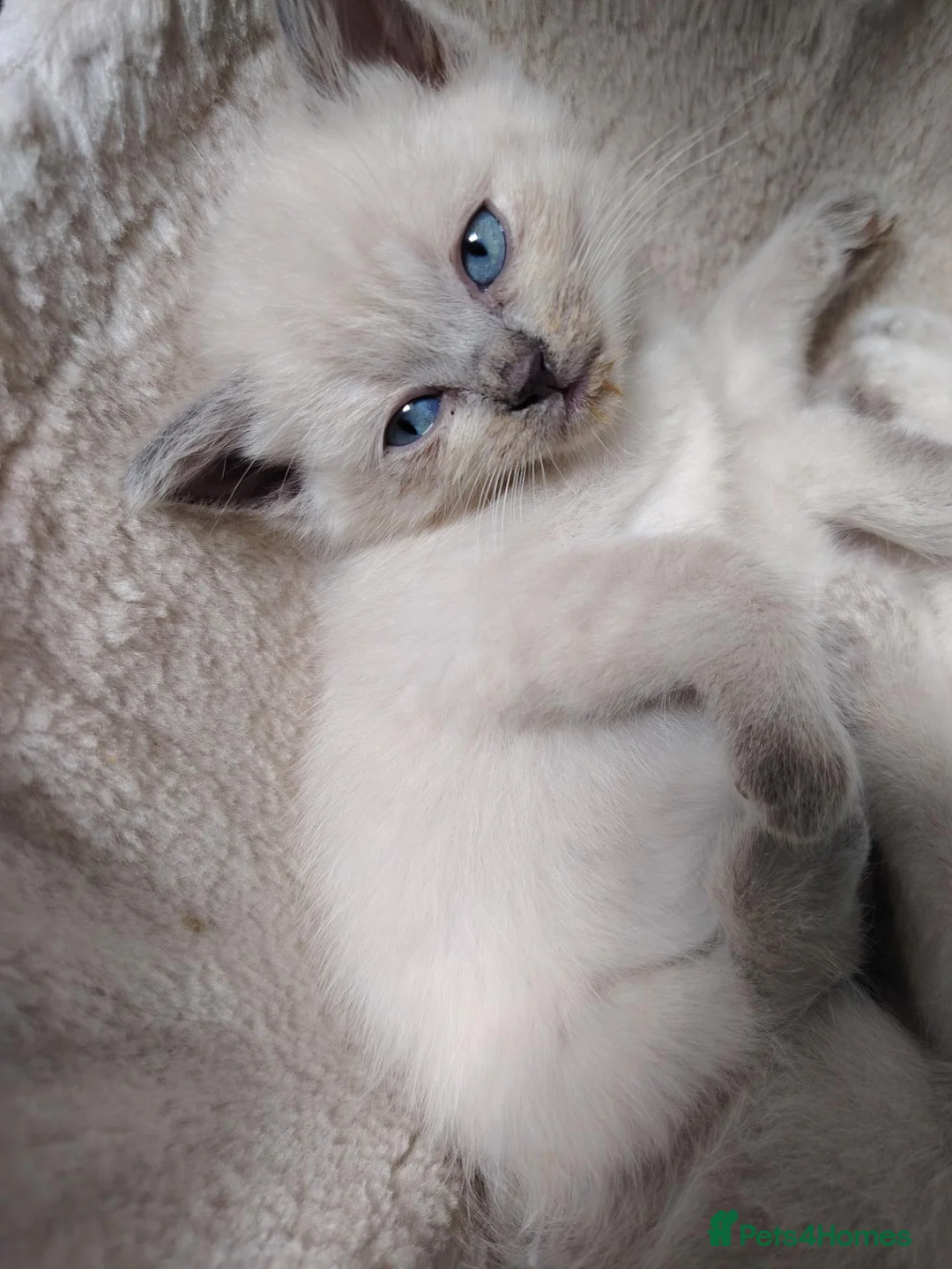 Mixed Breed cats for sale: Blue point lynx Ragdoll x British Short haired  in Leicester - Advert 2