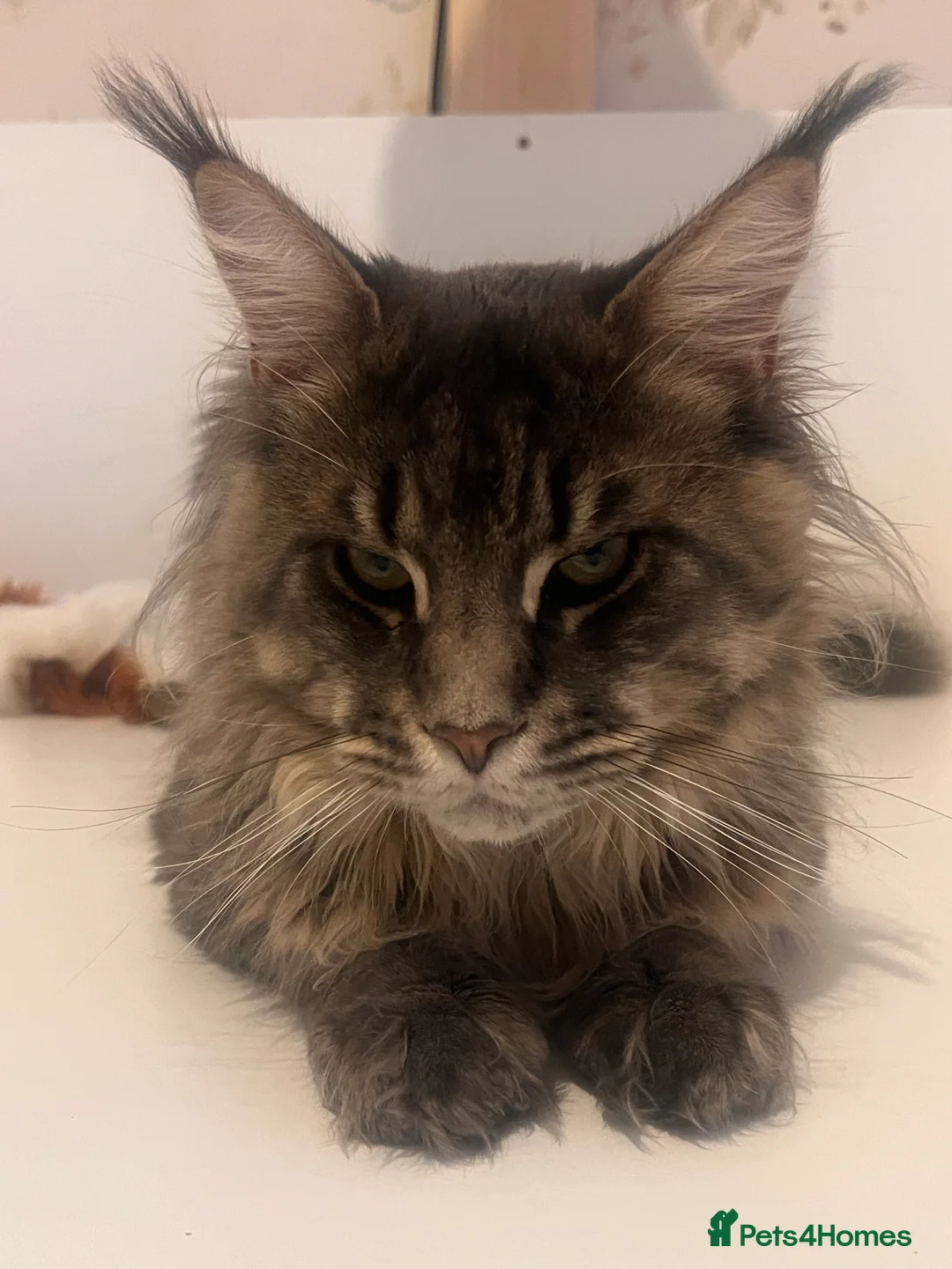 Maine Coon cats for sale: Maine coon kittens - Advert 12