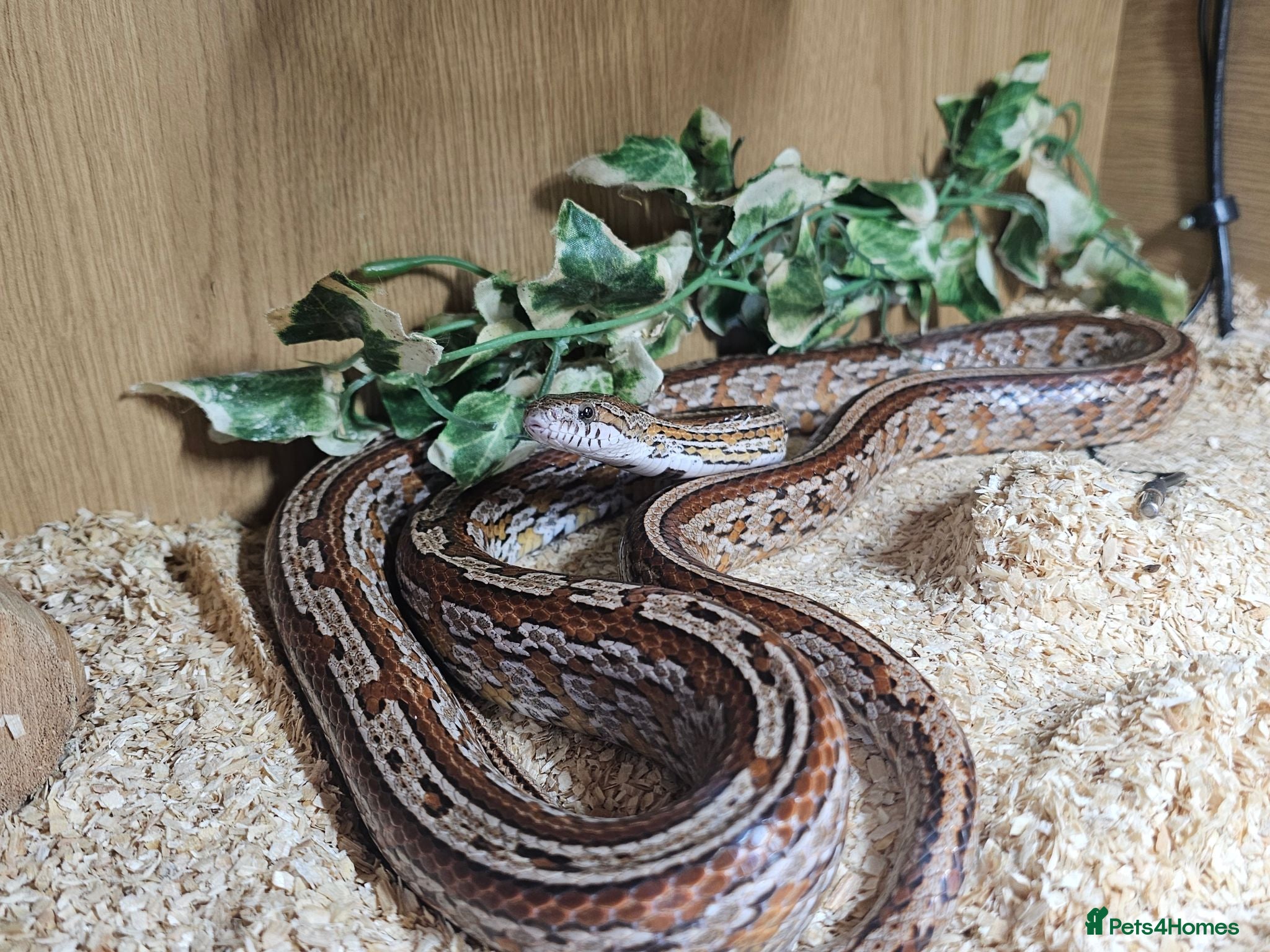 Bearded Dragon reptiles Corn snake with set up - Advert 2