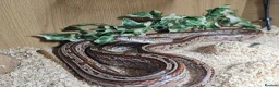 Bearded Dragon reptiles for sale: Bearded dragon and corn snake withbset ups - Advert 6