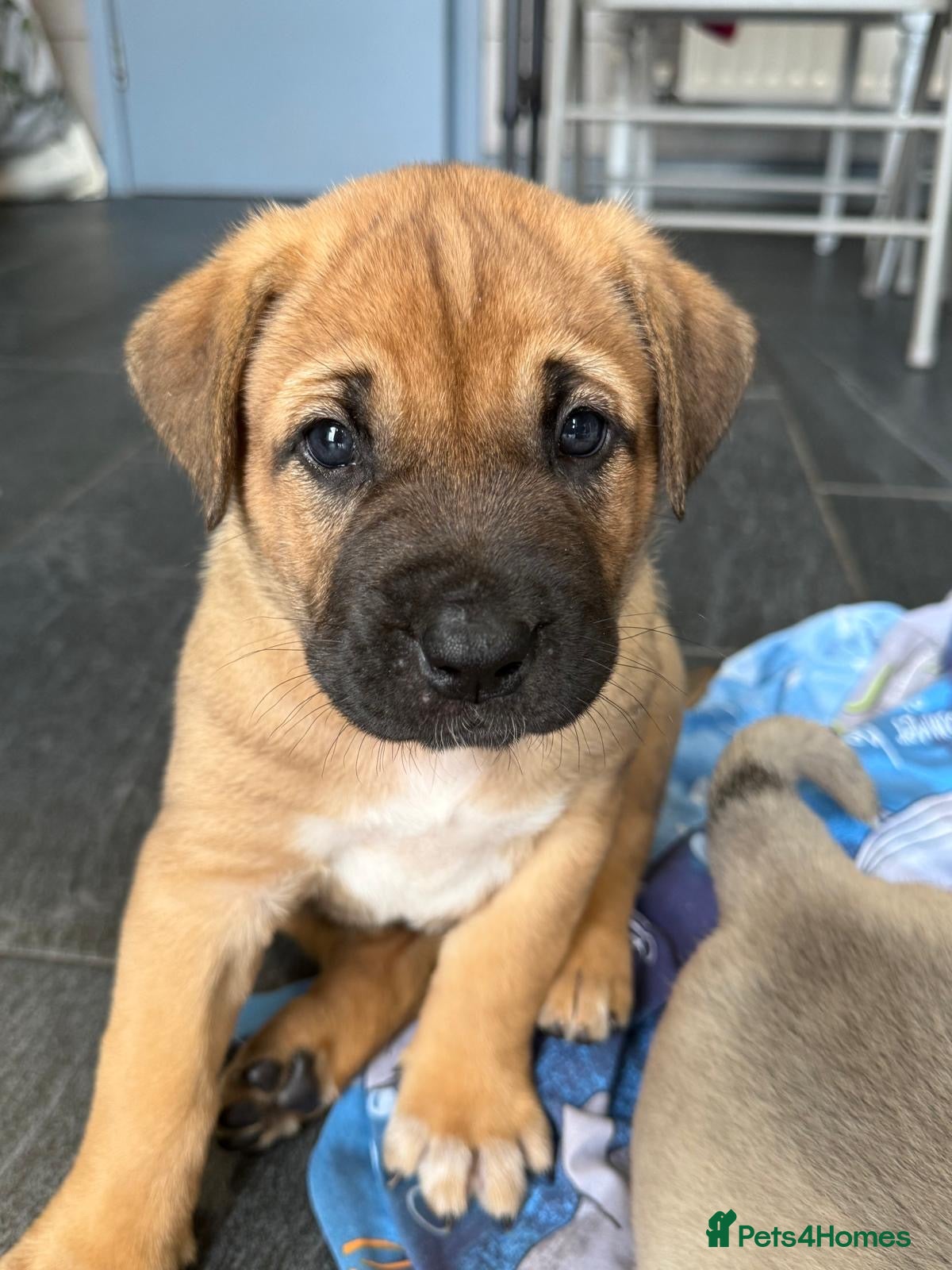 Mixed Breed dogs  Ready to go! Stunning Kangal cross  - Advert 14
