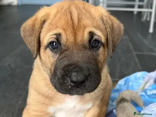 Mixed Breed dogs Ready to go! Stunning Kangal cross - Advert 14