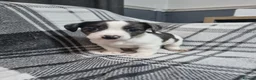 Mixed Breed dogs for sale: Jack Russell X Shih Tzu Puppies - Advert 15