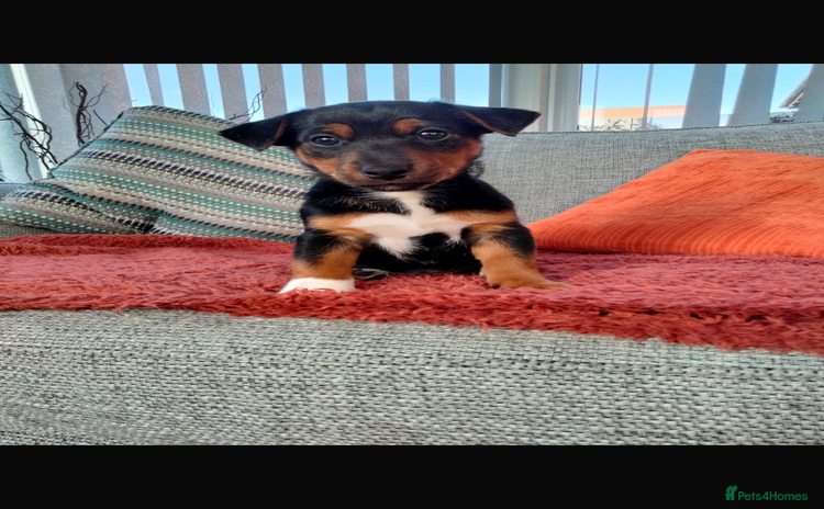 Jack Russell dogs - Advert 4