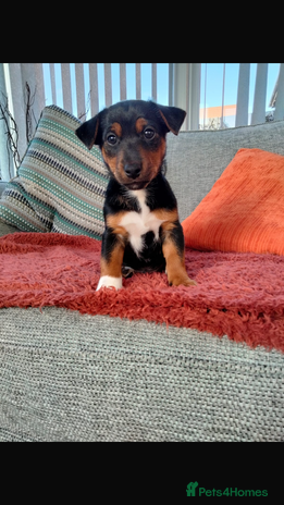 Jack Russell dogs - Advert 4