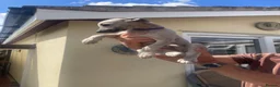 Whippet dogs for sale: Whippet puppies - Advert 7