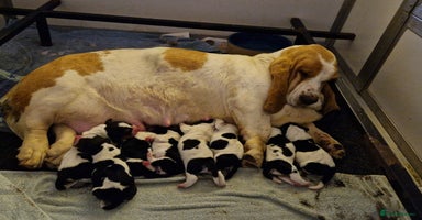 Basset Hound dogs - Advert 1