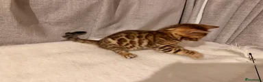 Bengal 1
