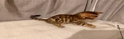 Bengal cats for sale: Adorable kittens for sale - Advert 12