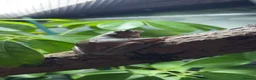 Frog reptiles for sale: Male and female whites tree frogs  - Advert 3