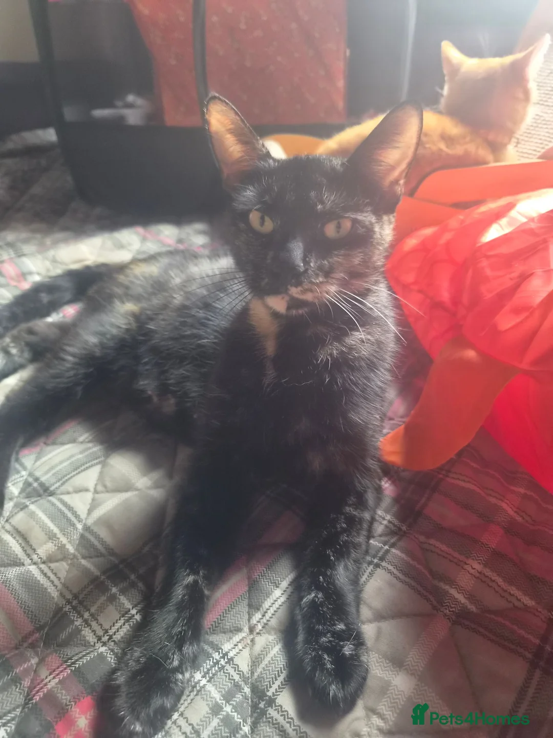 Mixed Breed cats for sale: 3 gorgeous kittens - Advert 2