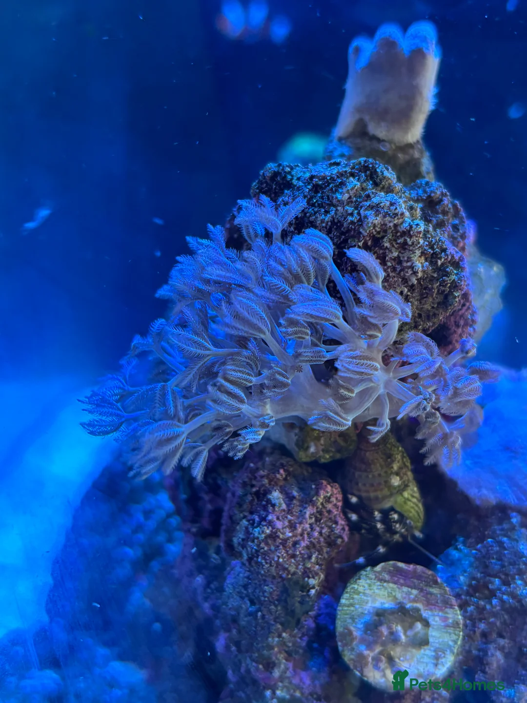 Other/Mixed Breed fish for sale: Fully set up reef tank  in York - Advert 4