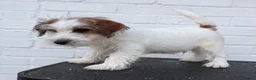 Jack Russell dogs for sale: Stunning puppies  - Advert 5