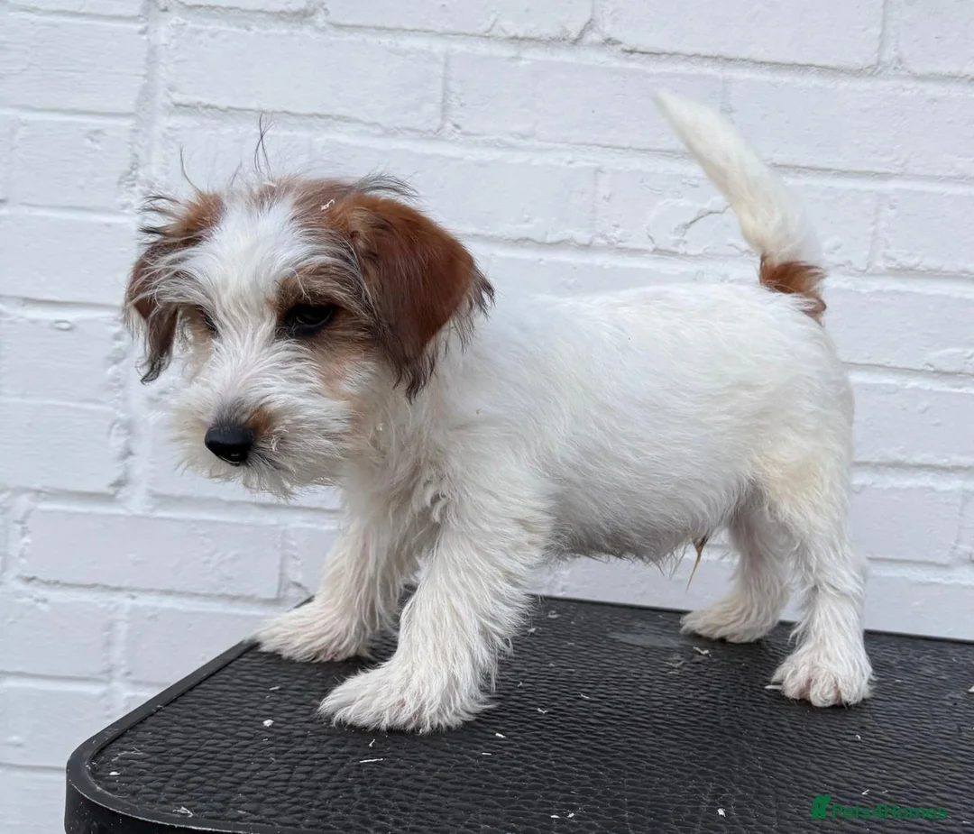 Jack Russell dogs for sale: Stunning puppies  - Advert 5