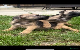 Border Terrier dogs for sale: Border Terrier Pups ready to go vet checked  in Bradford - Image 7