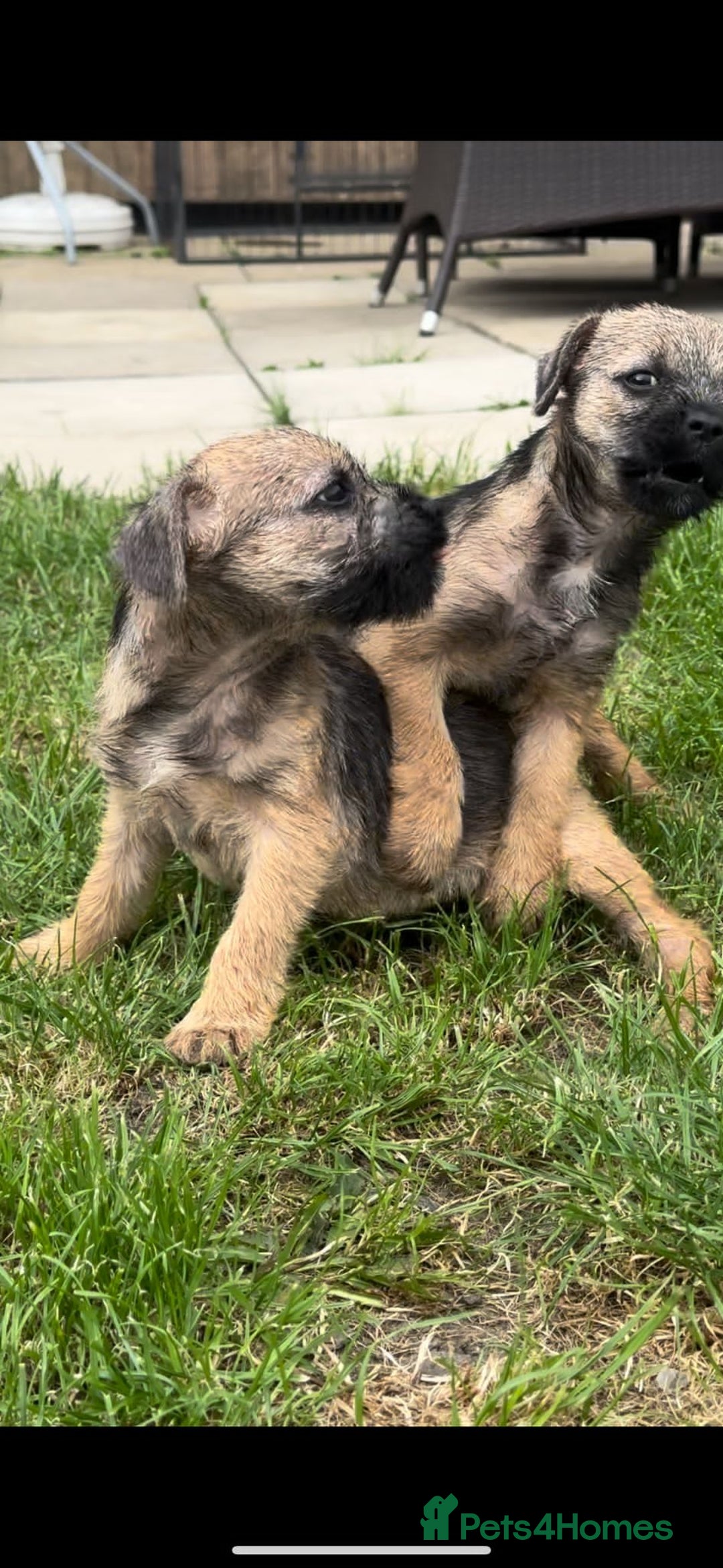 Border Terrier dogs for sale: Border Terrier Pups ready to go vet checked  in Bradford - Image 7