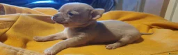 Chihuahua dogs for sale: Stunning chihuahuas  - Advert 9