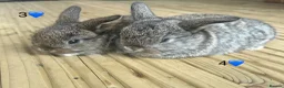 Mini Lop rabbits for sale: 6 pure mini lops - Advert 3