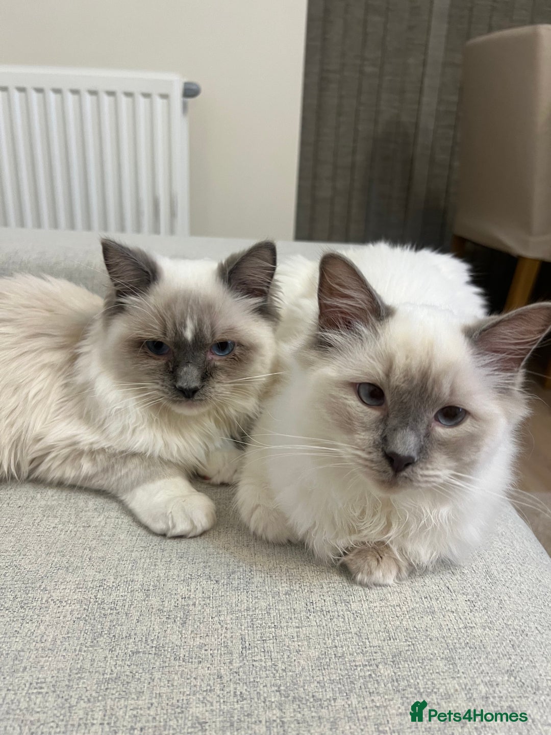 Ragdoll cats for sale: Boy and girl Ragdoll  - Advert 2
