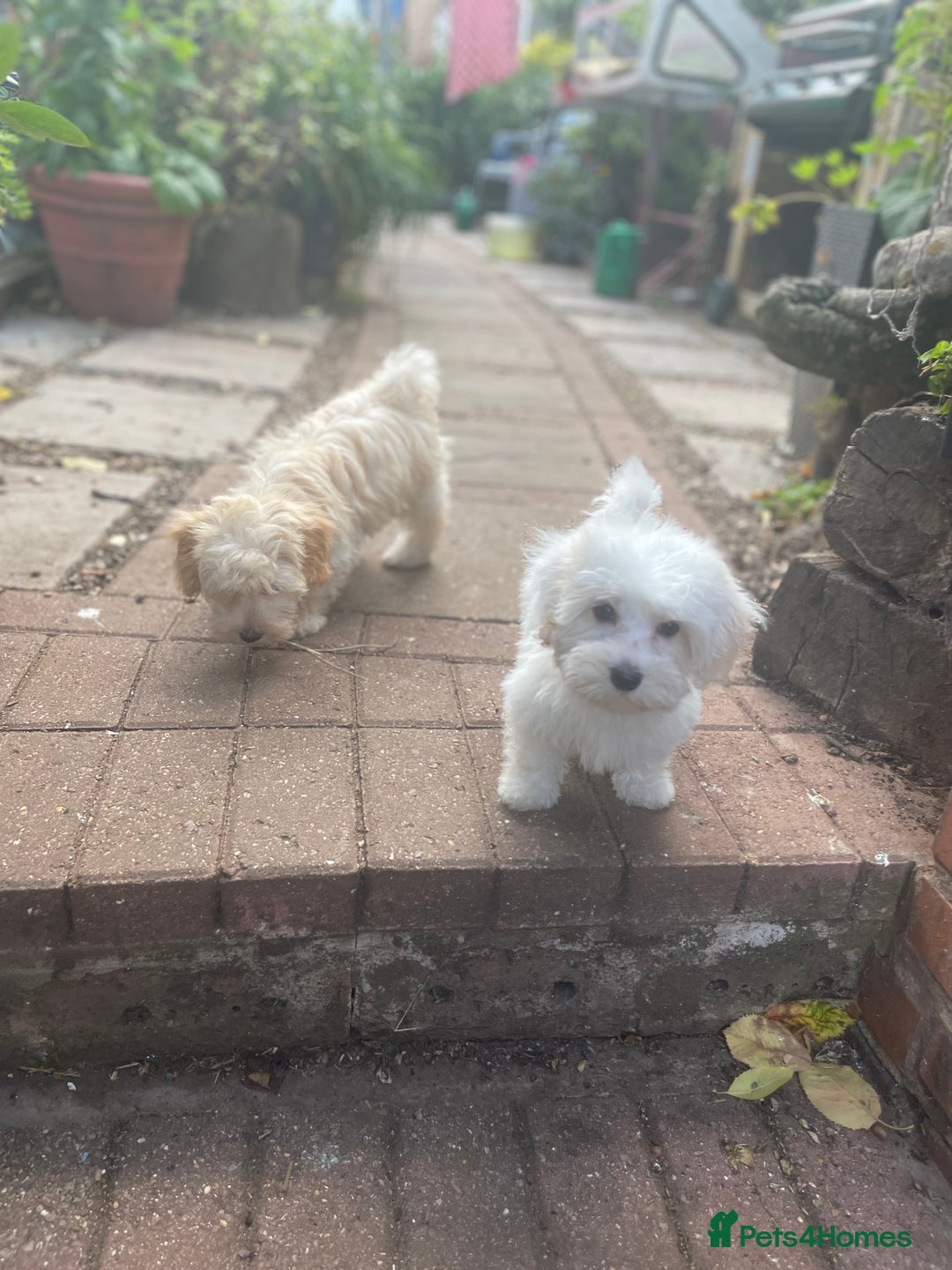 Maltipoo dogs for sale: RESERVED  Absolutely Stunning  Maltipoo GIRL - Image 8