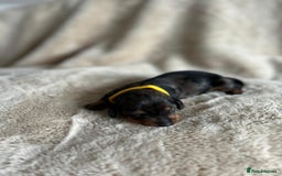 Dachshund dogs for sale: Miniature Dachshunds - Image 6