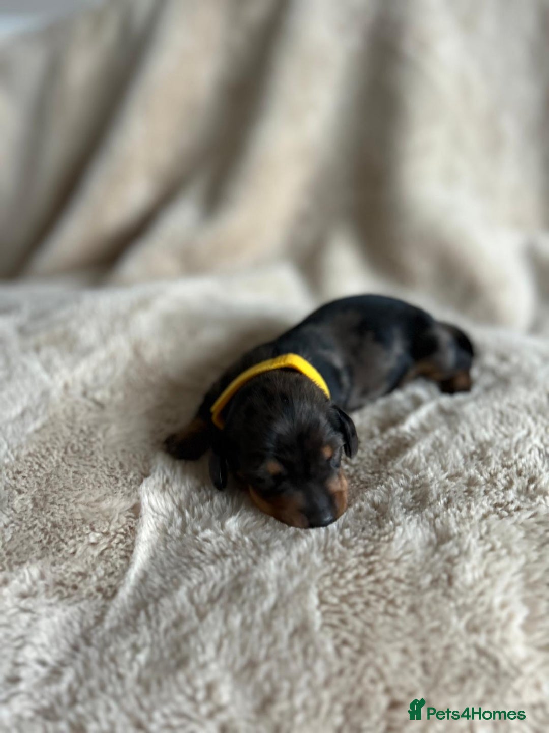Dachshund dogs for sale: Miniature Dachshunds - Image 6