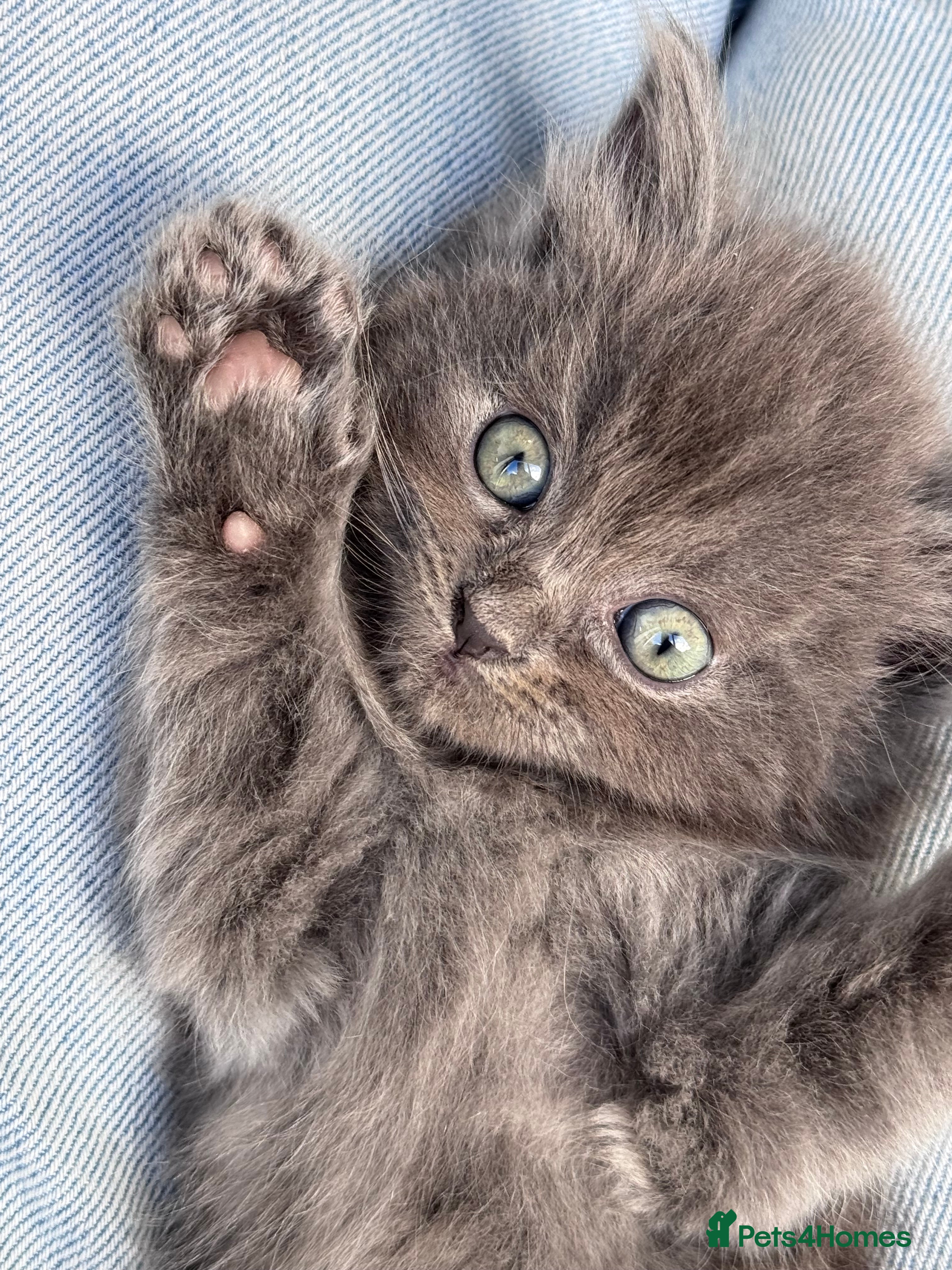 Ragdoll cats Ragdoll X British Blue beauties - Advert 3