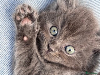 Ragdoll cats Ragdoll X British Blue beauties - Advert 3