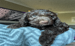 Cockapoo dogs for sale: Beautiful Thick coated Fluffy F1 Toy Cockapoo pups - Advert 9