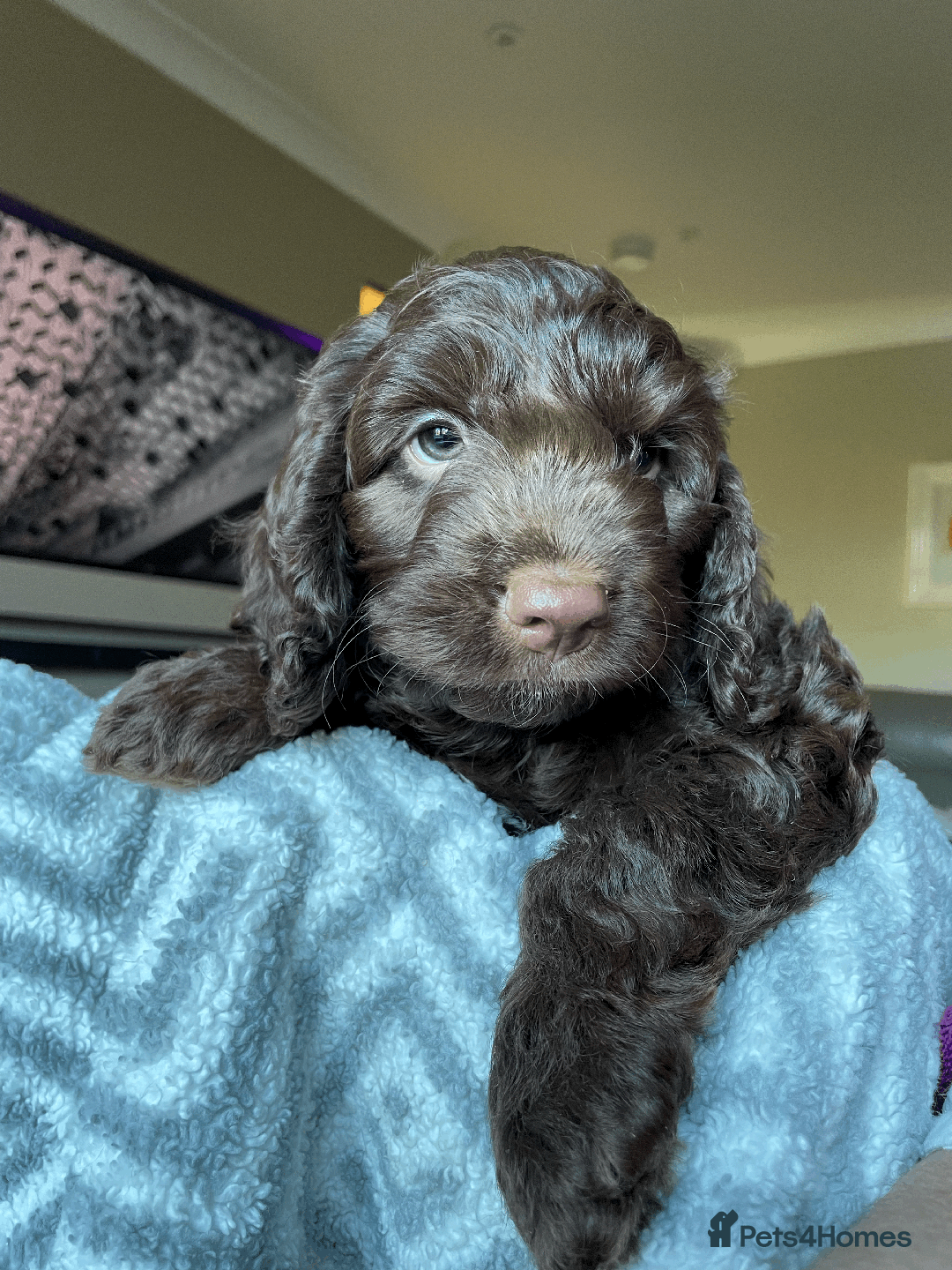 Cockapoo dogs for sale: Beautiful Thick coated Fluffy F1 Toy Cockapoo pups - Advert 9