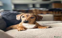 Miniature Dachshund dogs for sale: MAGNIFICENT MINIATURE DACHSHUND PUPPIES - Image 8