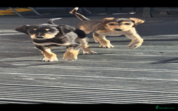 Saluki dogs for sale: Stunning Saluki puppies - Image 4