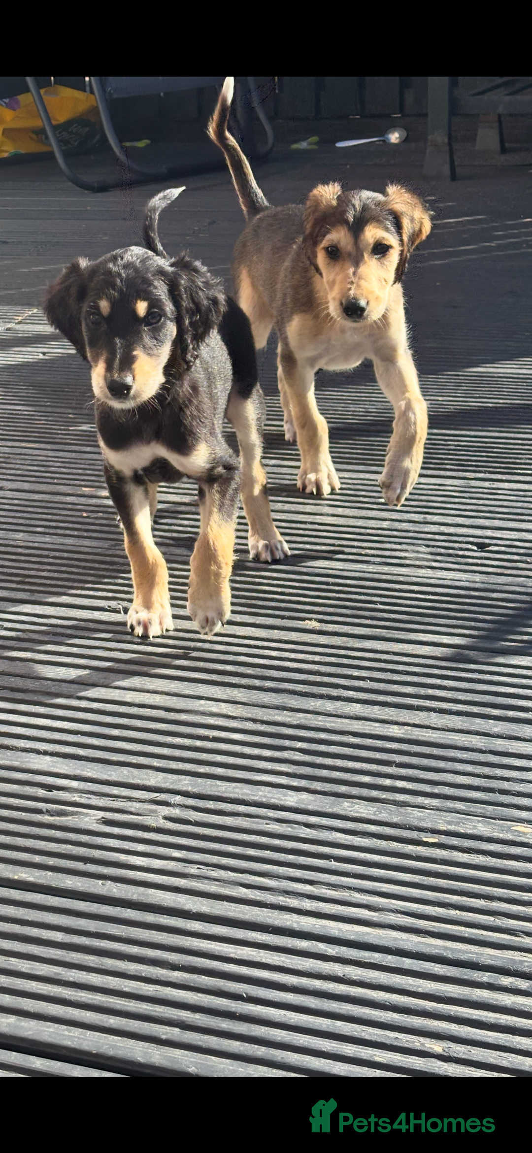 Saluki dogs for sale: Stunning Saluki puppies - Image 4