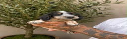 Cocker Spaniel dogs for sale: Cockerspaniel puppies  - Advert 9