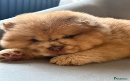 Chow Chow dogs for sale: ** Female Merle Puppy ** - Advert 2