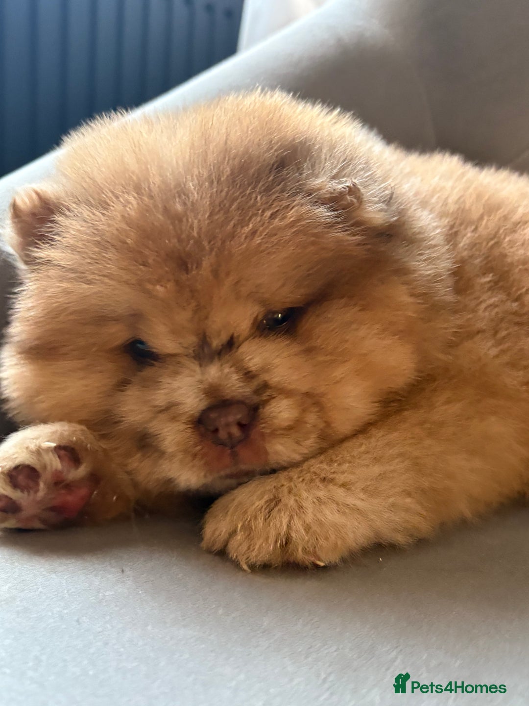 Chow Chow dogs for sale: ** Female Merle Puppy ** - Advert 2