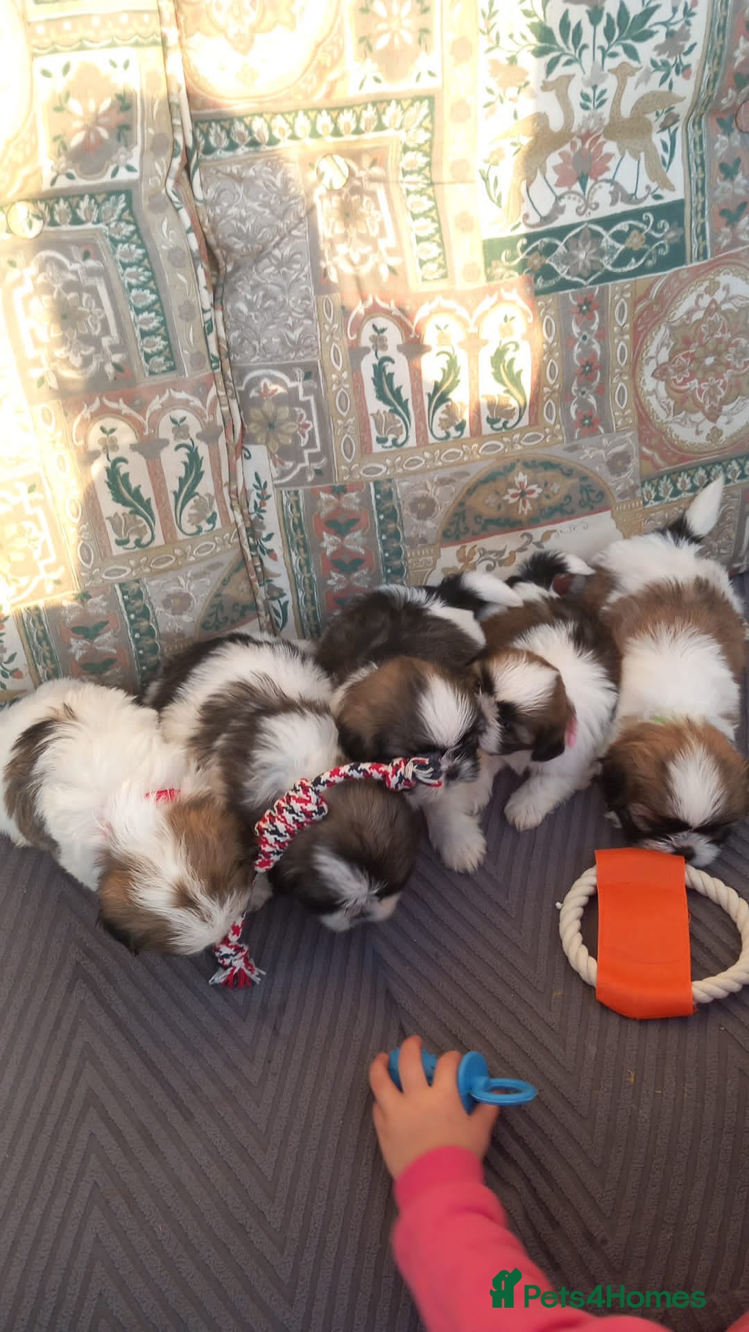 Shih Tzu dogs for sale: Shih Tzu puppy's - Advert 3