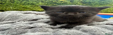 British Shorthair 1
