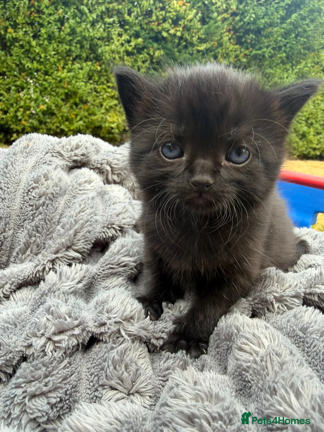 British Shorthair cats for sale: Beautiful British shorthair kittens  - Advert 2