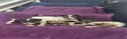 Jack Russell dogs for sale: Jack Russell puppies, full pedigree  - Advert 9