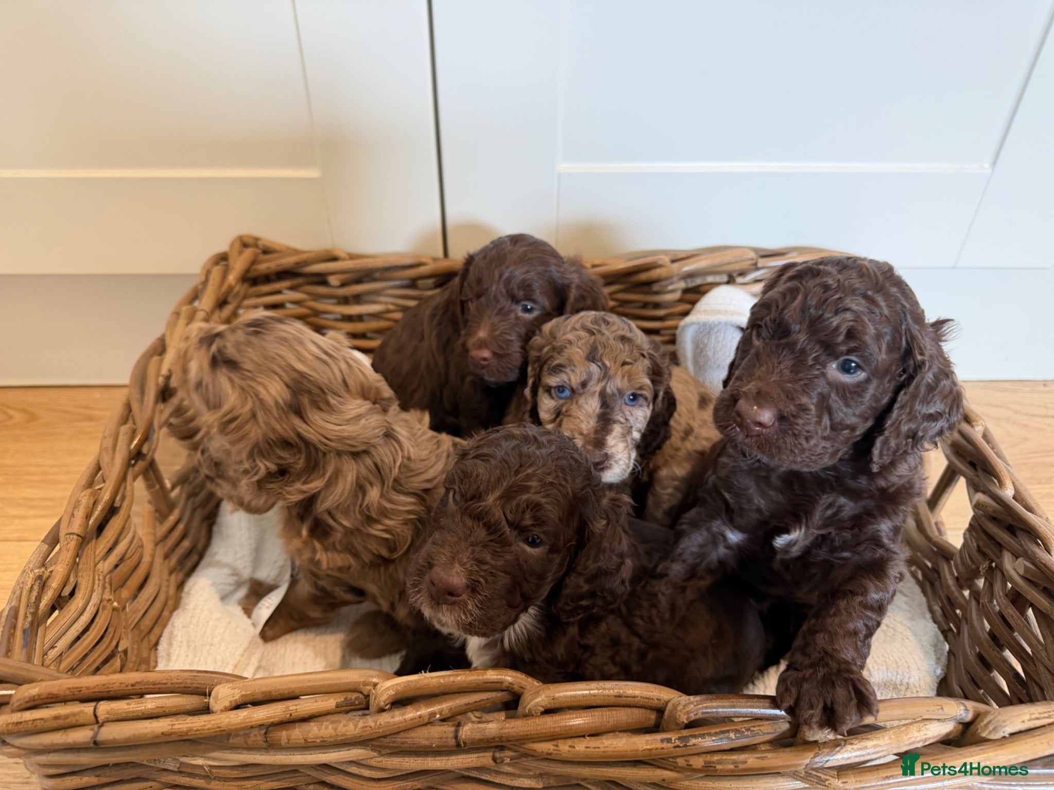 Cockapoo dogs Cockapoo puppies for sale  - Advert 7