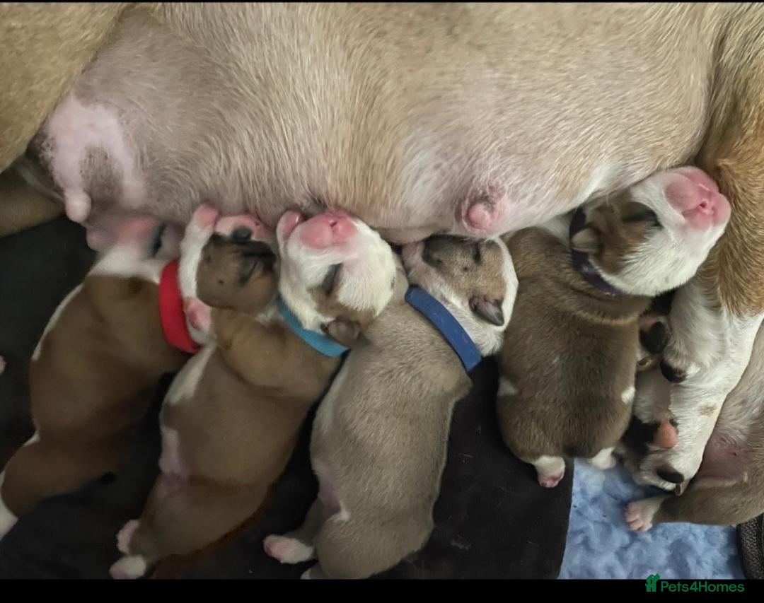 English Bulldog dogs Health Tested English Bulldog Litter - Advert 2