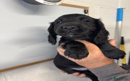 Cocker Spaniel dogs for sale: Working cocker spaniel pups - Image 3