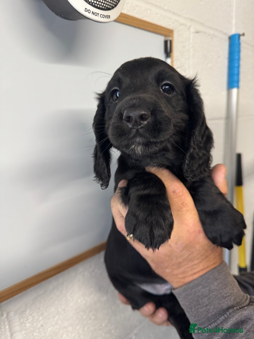Cocker Spaniel dogs for sale: Working cocker spaniel pups - Image 3