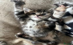 American Wirehair cats for sale: 2 kittens for sale boy & girl - Image 4