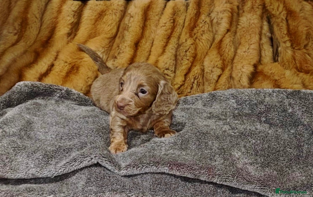Miniature Dachshund dogs for sale: 💎RARE BREED/RARE BLOODLINE🩸 DACHSHUND PUPS 🐾 💕 - Advert 12