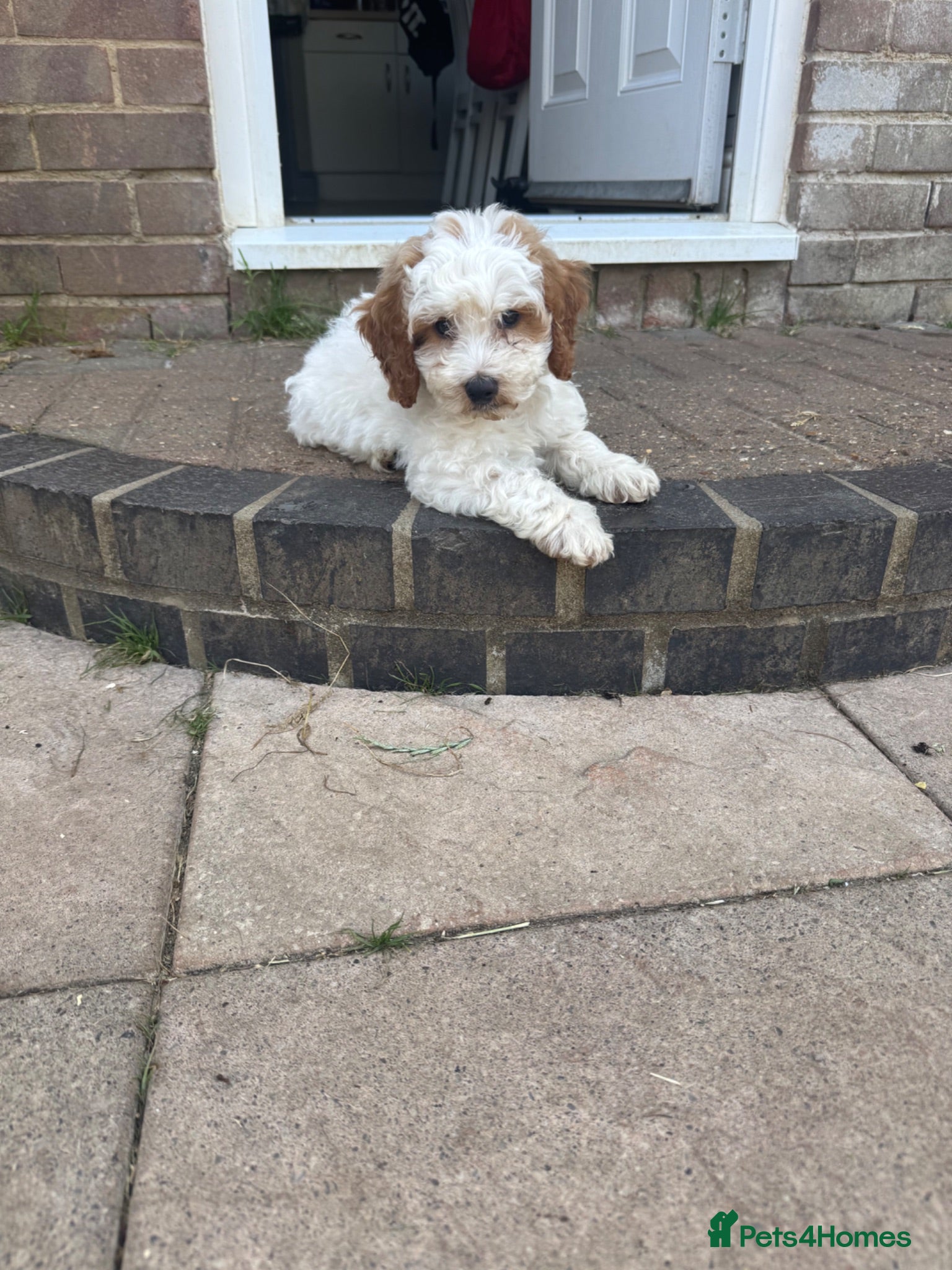 Cockapoo dogs 5x beautiful F1 cockapoo puppies  - Advert 16